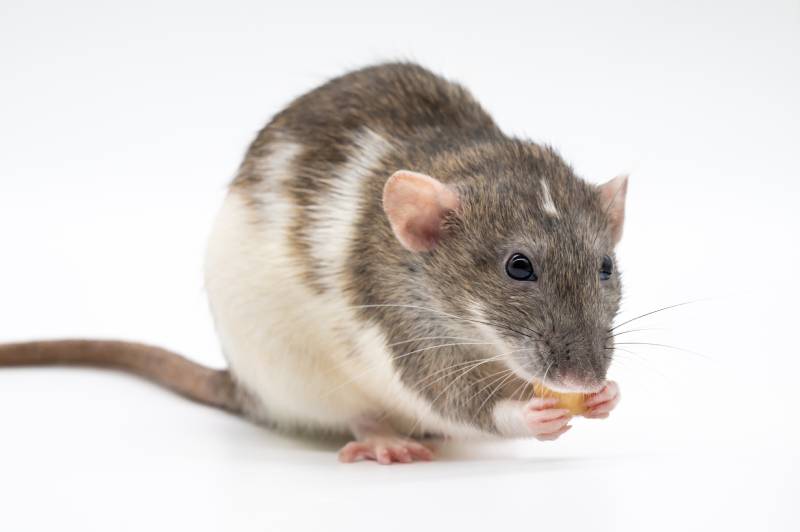 agouti dumbo Rat