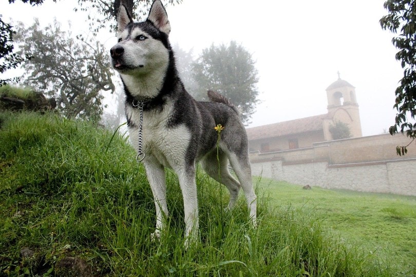 alaskan husky