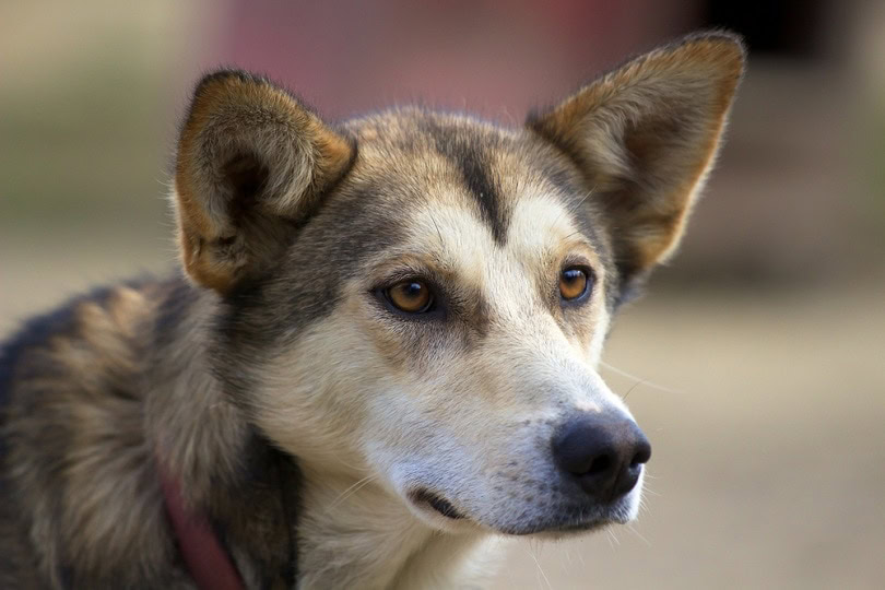 alaskan-husky_Jan-Miracky-Photography_shutterstock