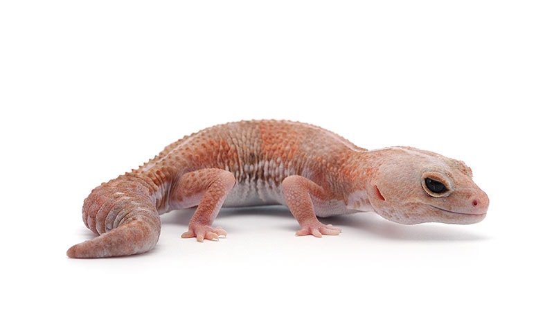 albino african fat tailed gecko in white background