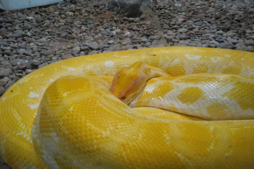 albino ball python