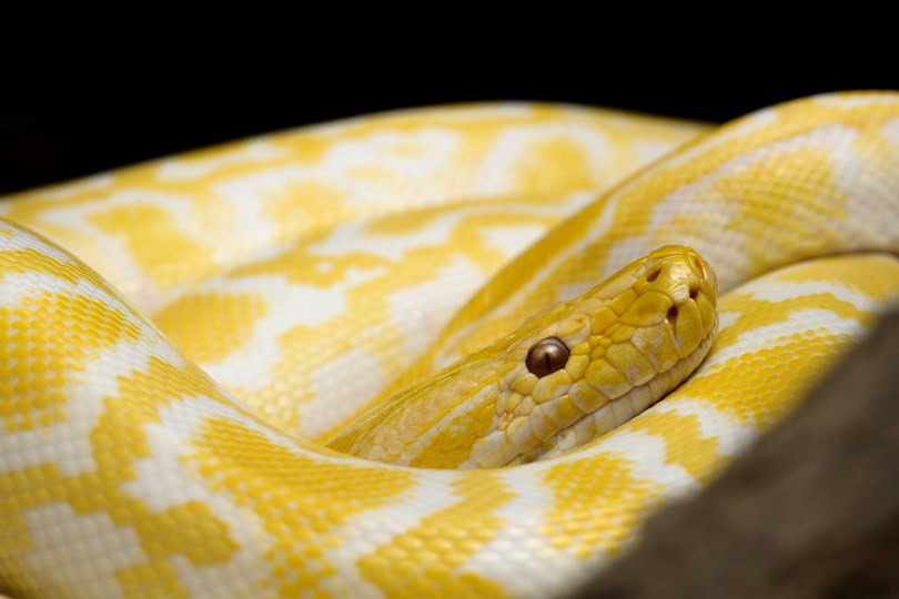 albino ball python