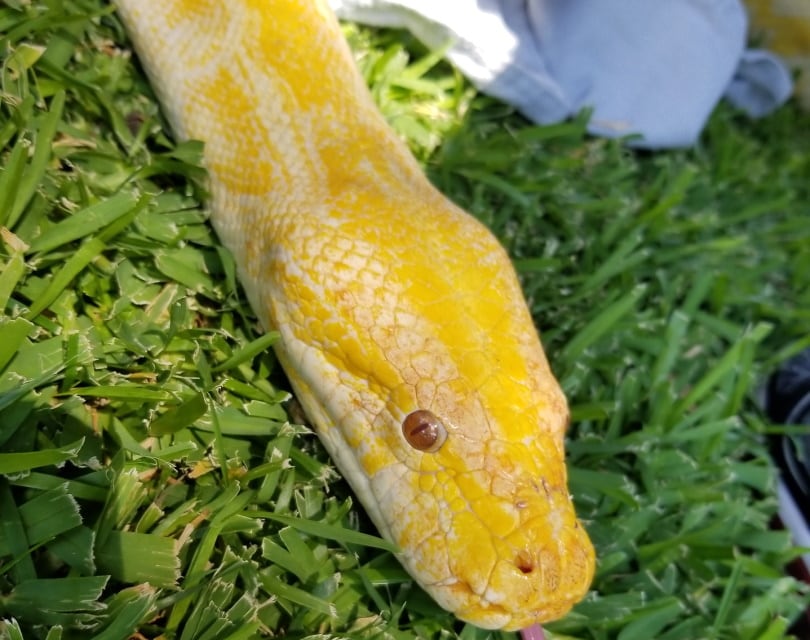 albino ball python_thetrones_Pixabay