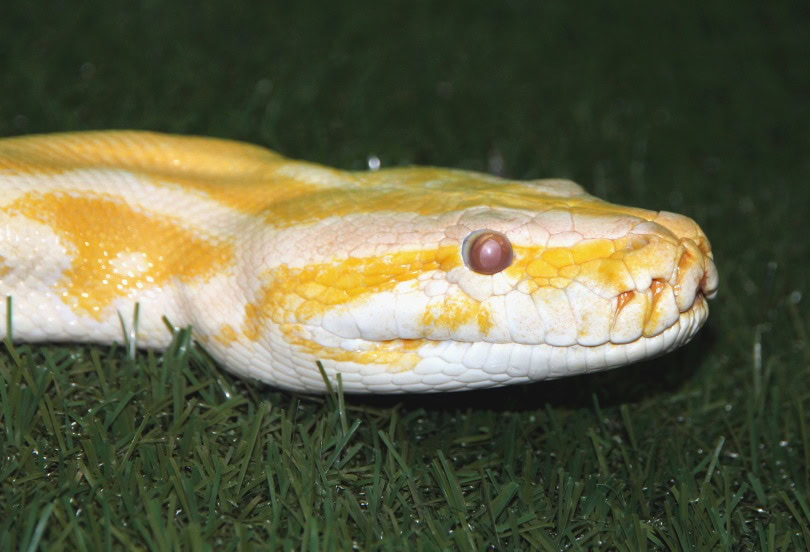 albino ball python