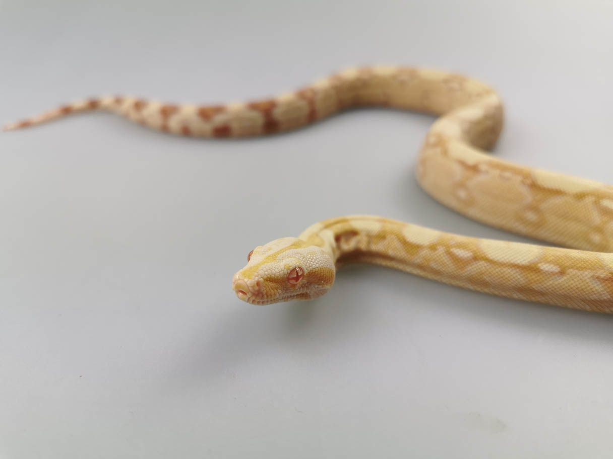 albino boa