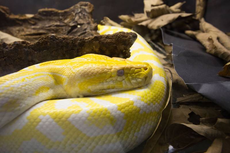 albino burmese python
