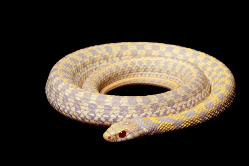 albino garter snake