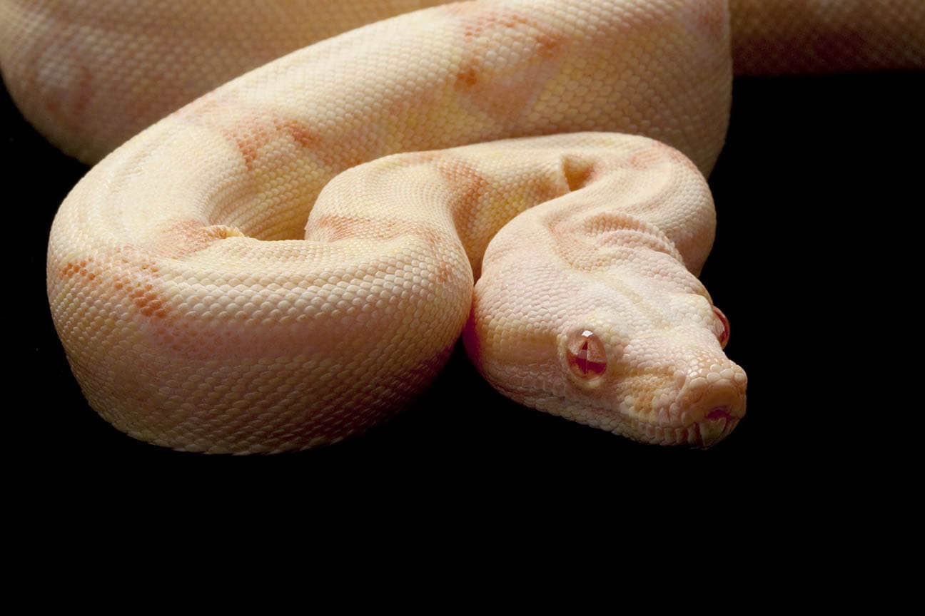 albino jungle boa