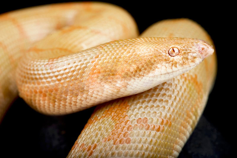 albino kenyan sand boa