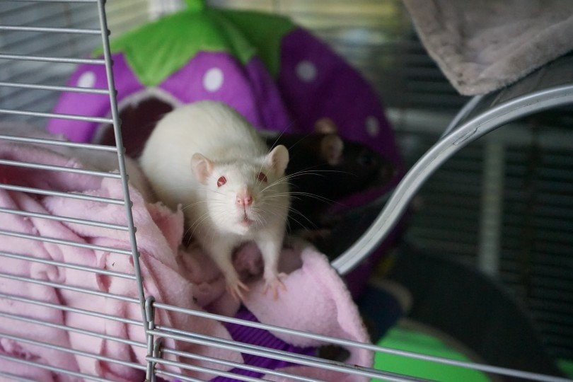 albino rat in a cage
