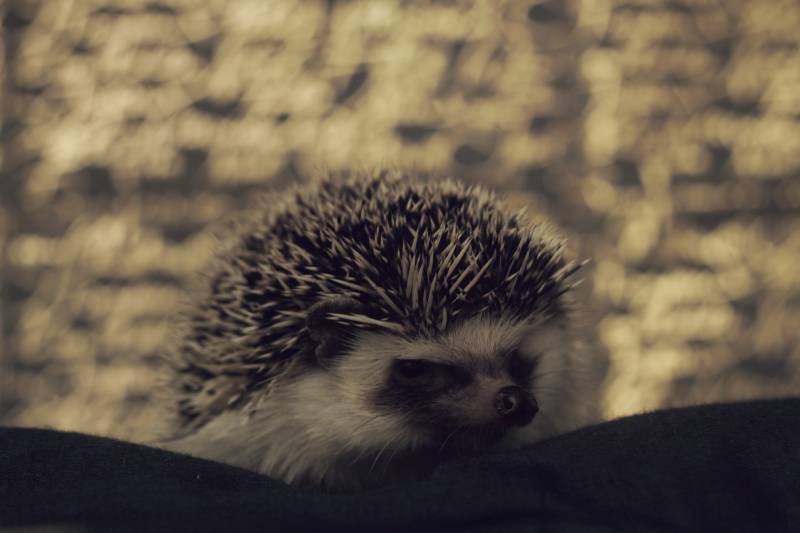 algerian hedgehog