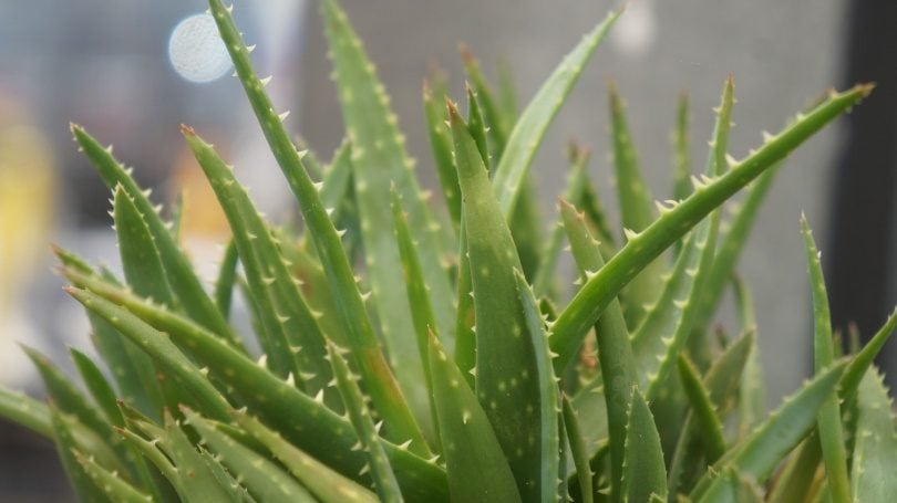 aloe-vera_Carla Burke_Pixabay