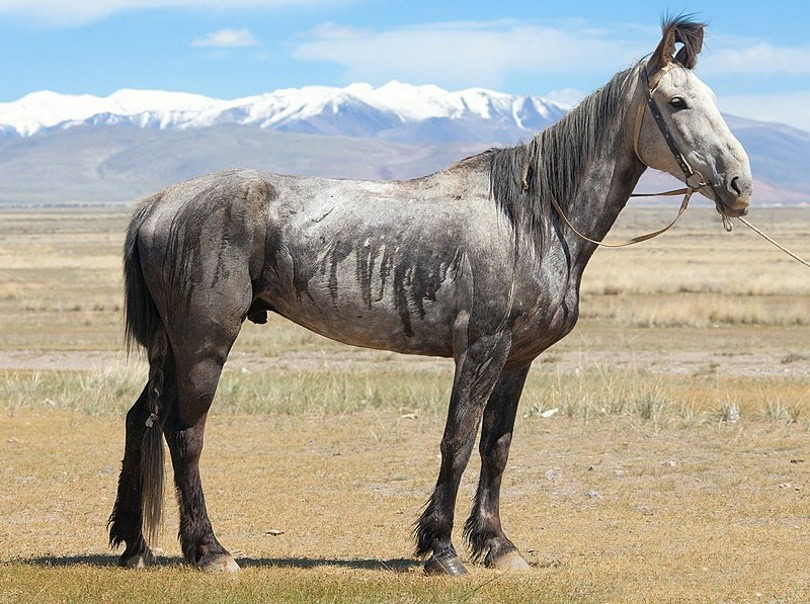 altai