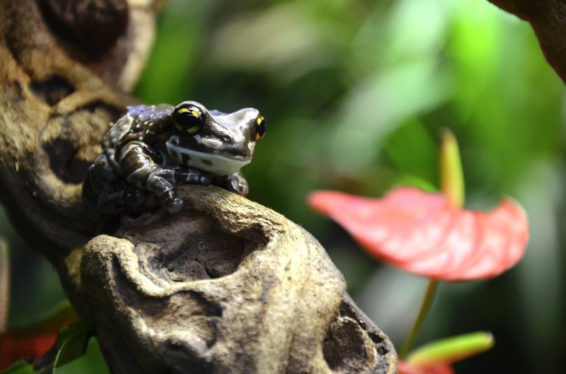 amazon milk frog_Andrea Bohl_Pixabay