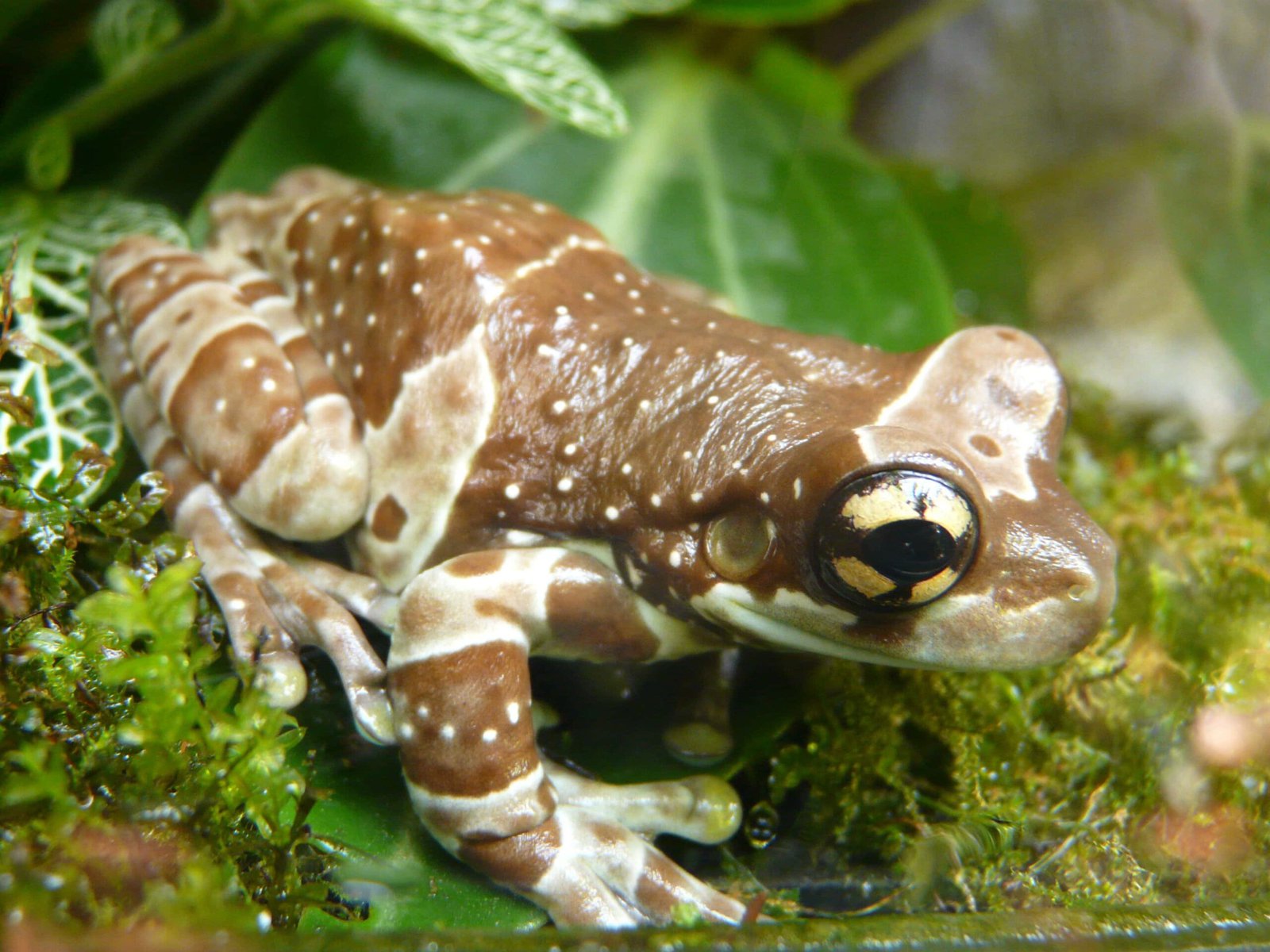 amazon milk frog_Piqsels