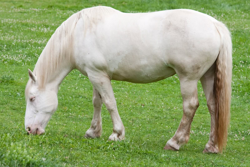 american cream draft horse in the field
