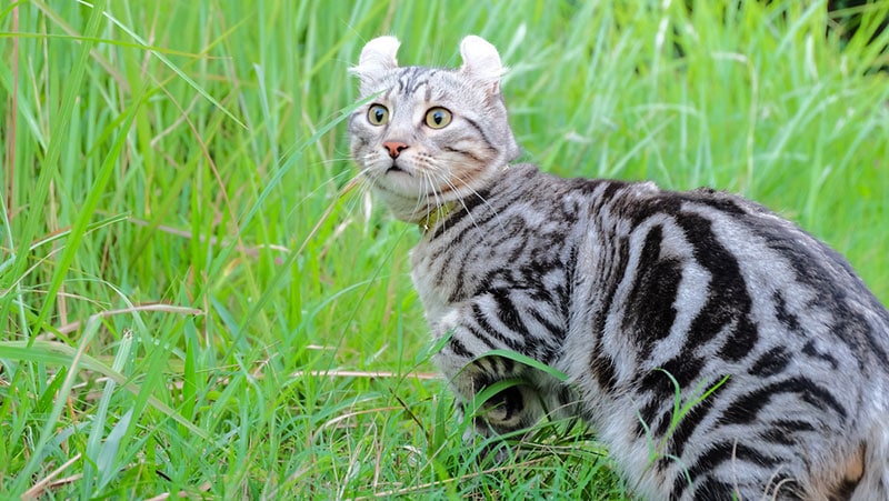 american curl cat on the lawn