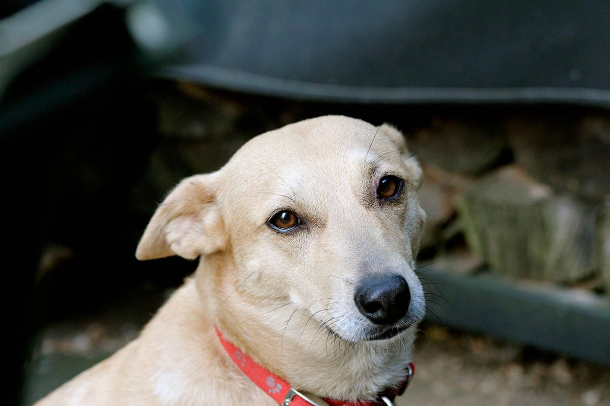American Dingo