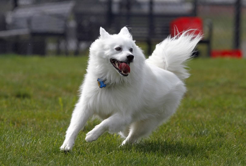 american eskimo running_carpenter844_Pixabay