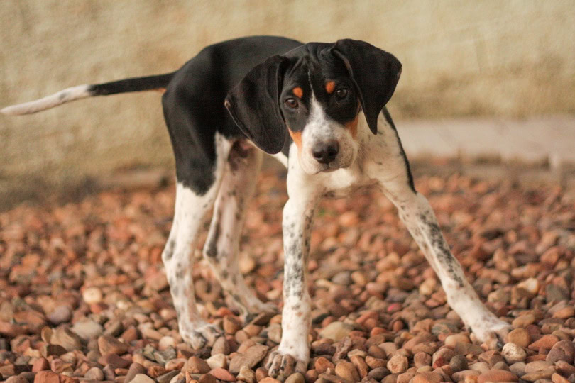 american foxhound_Giovanni Gio_Pixabay