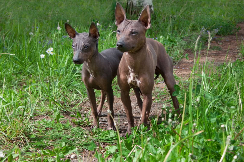 american hailess terrier_Tikhomirov Sergey_Shutterstock