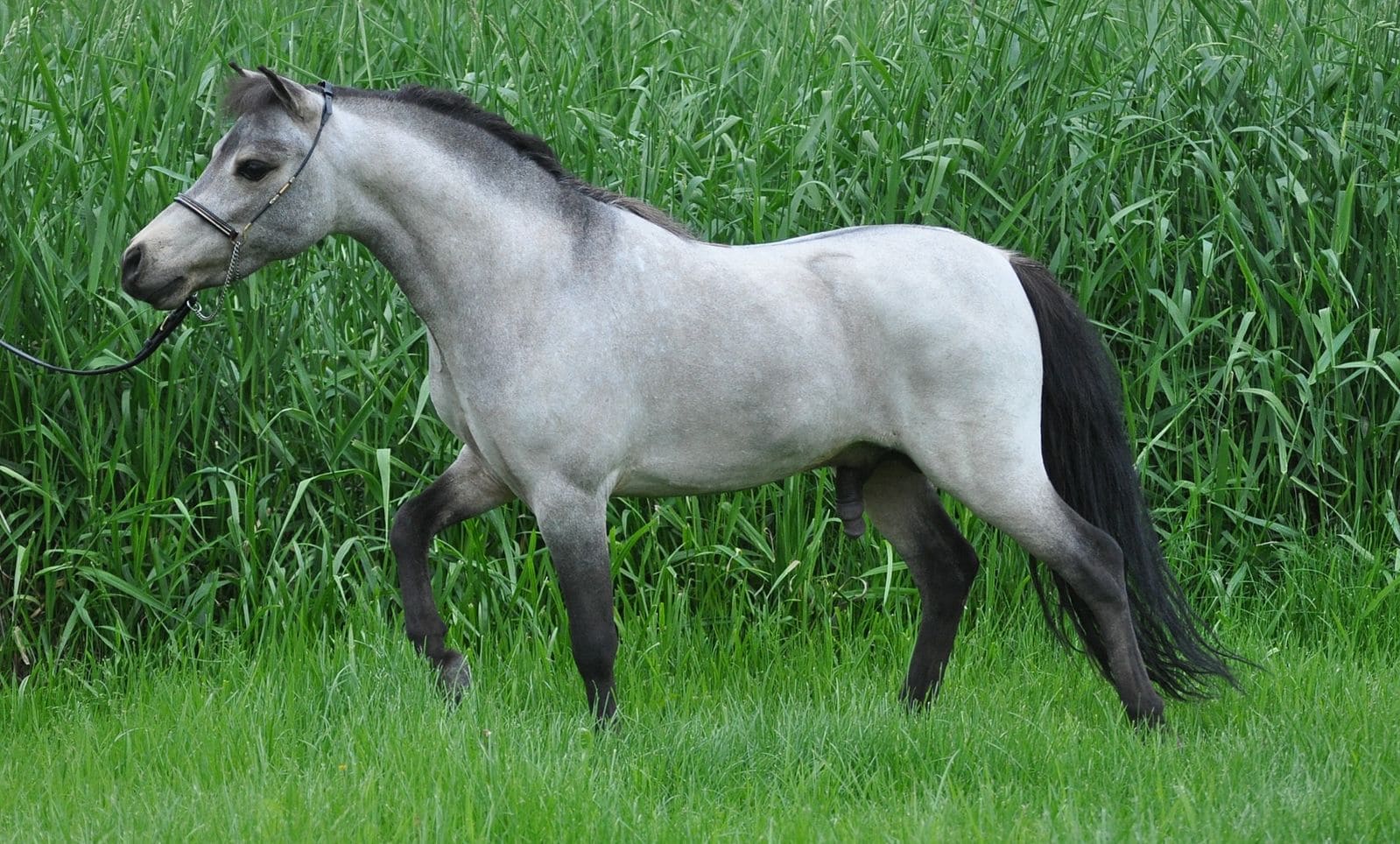american miniature horse