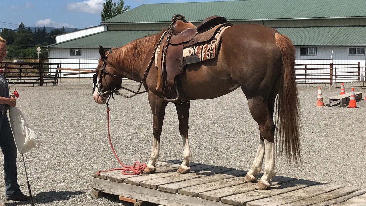 american paint horse
