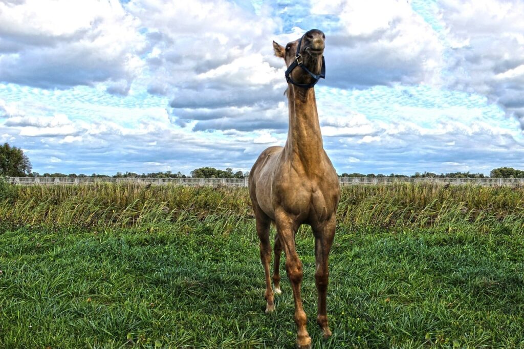 american quarter horse