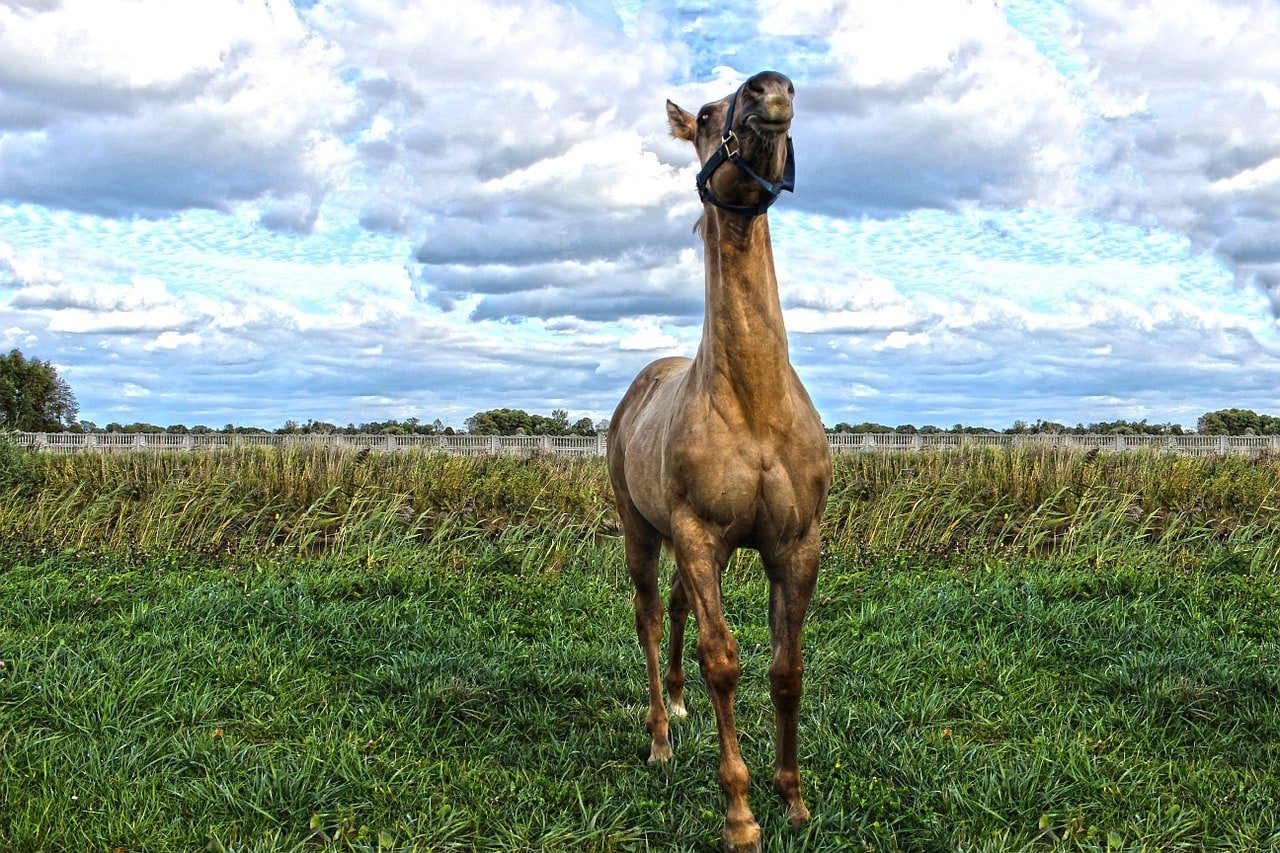 american quarter horse