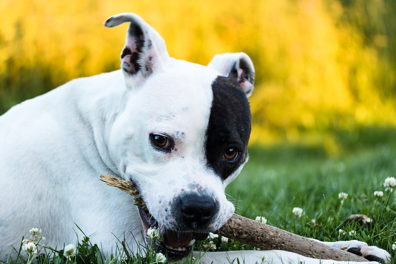american-staffordshire
