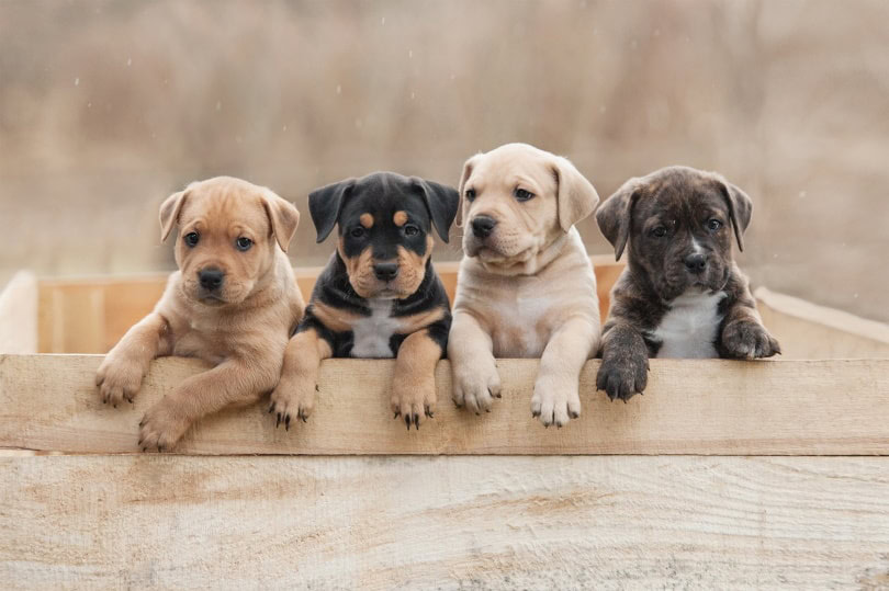 american staffordshire_Rita_Kochmarjova_Shutterstock