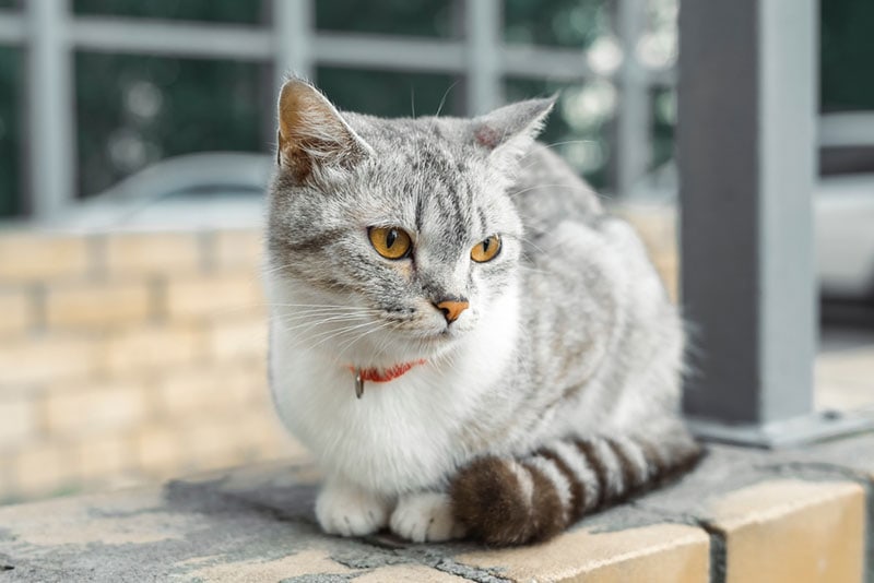 american wirehair cat sitting in the yard