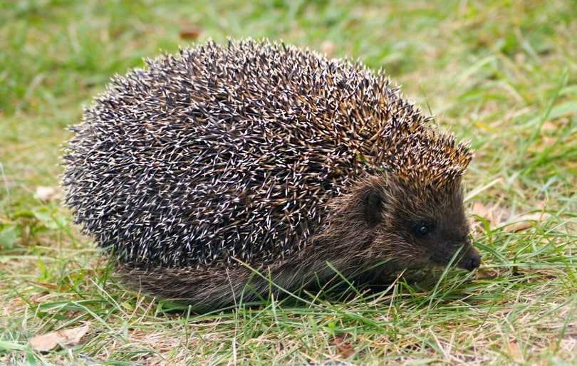 amur hedgehog