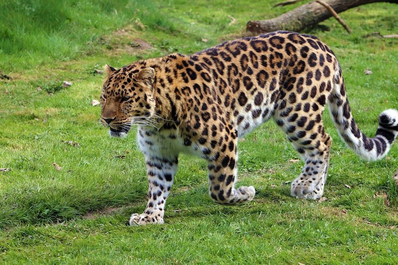 amur leopard rare cat breed