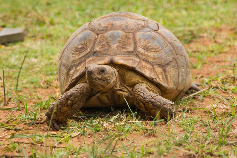 an african spurred tortoise in the wild