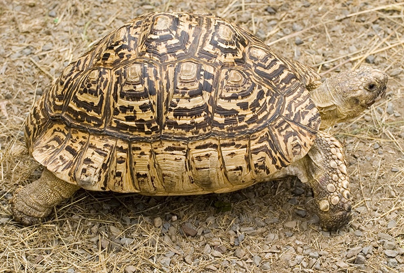 an Egyptian tortoise