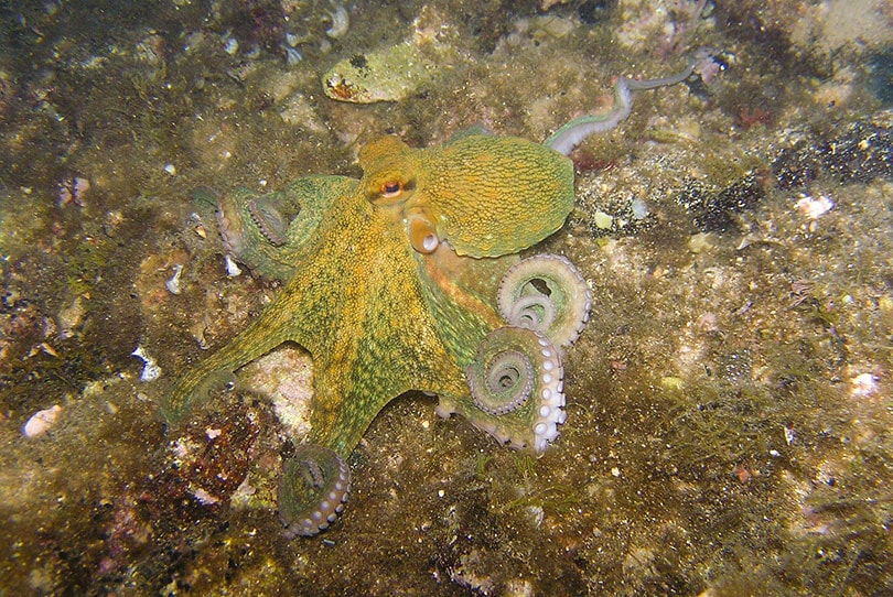an octopus