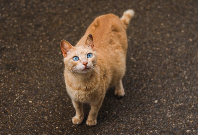 an orange pregnant cat looking up