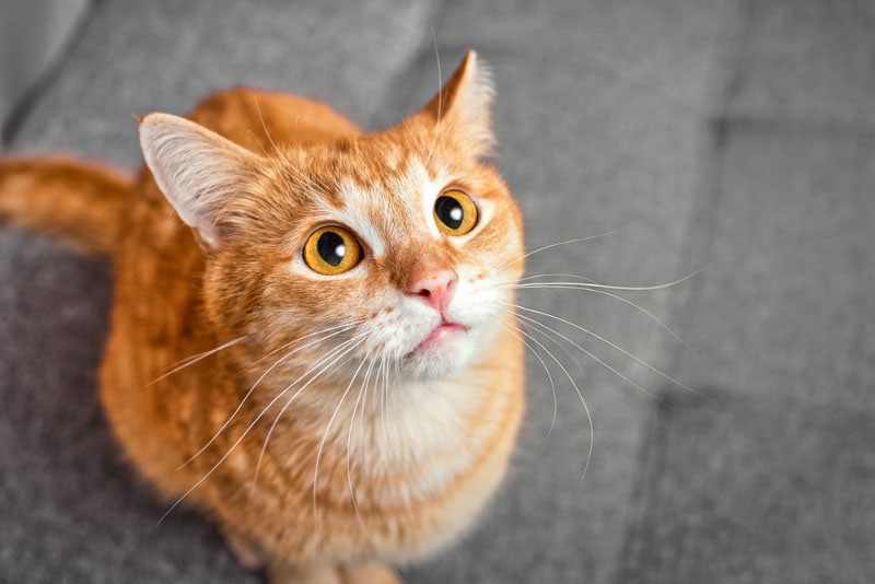 an orange tabby cat looking up