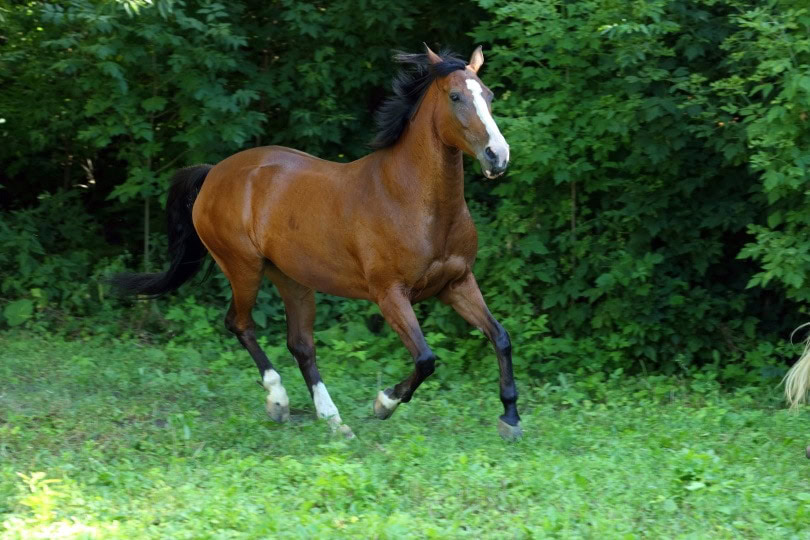 andalusian horse,horsemen, Shutterstock