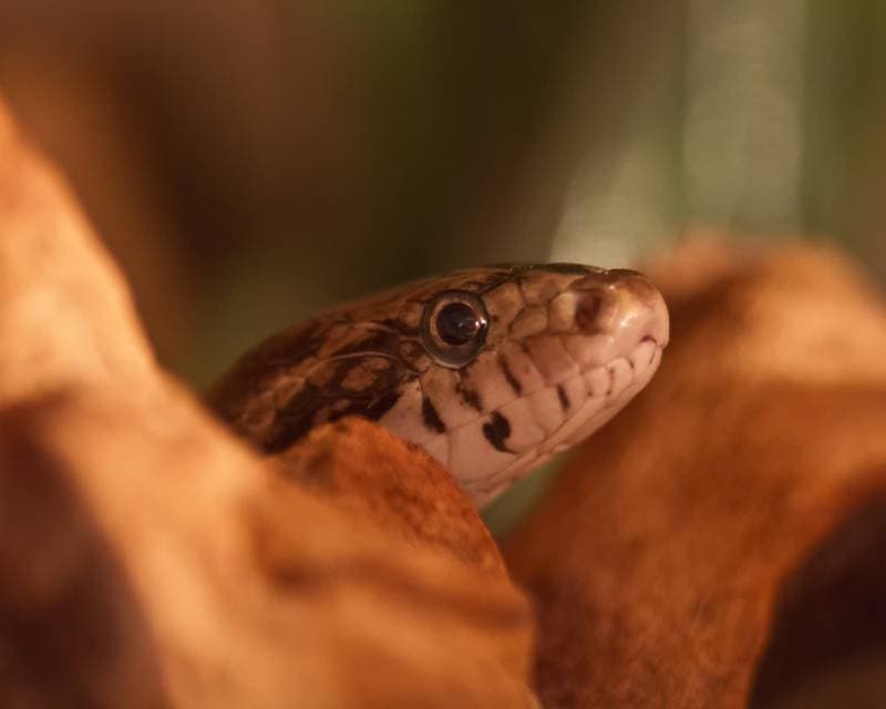 anery corn snake