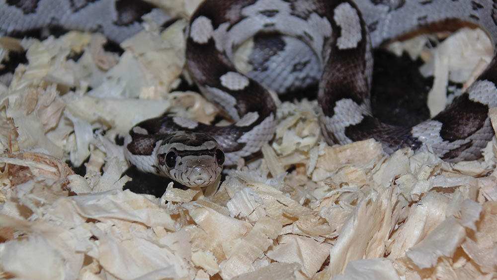 anery corn snake