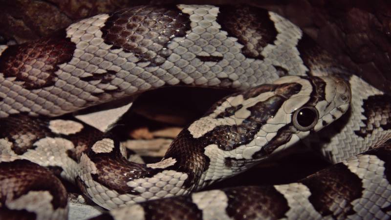 anery corn snake