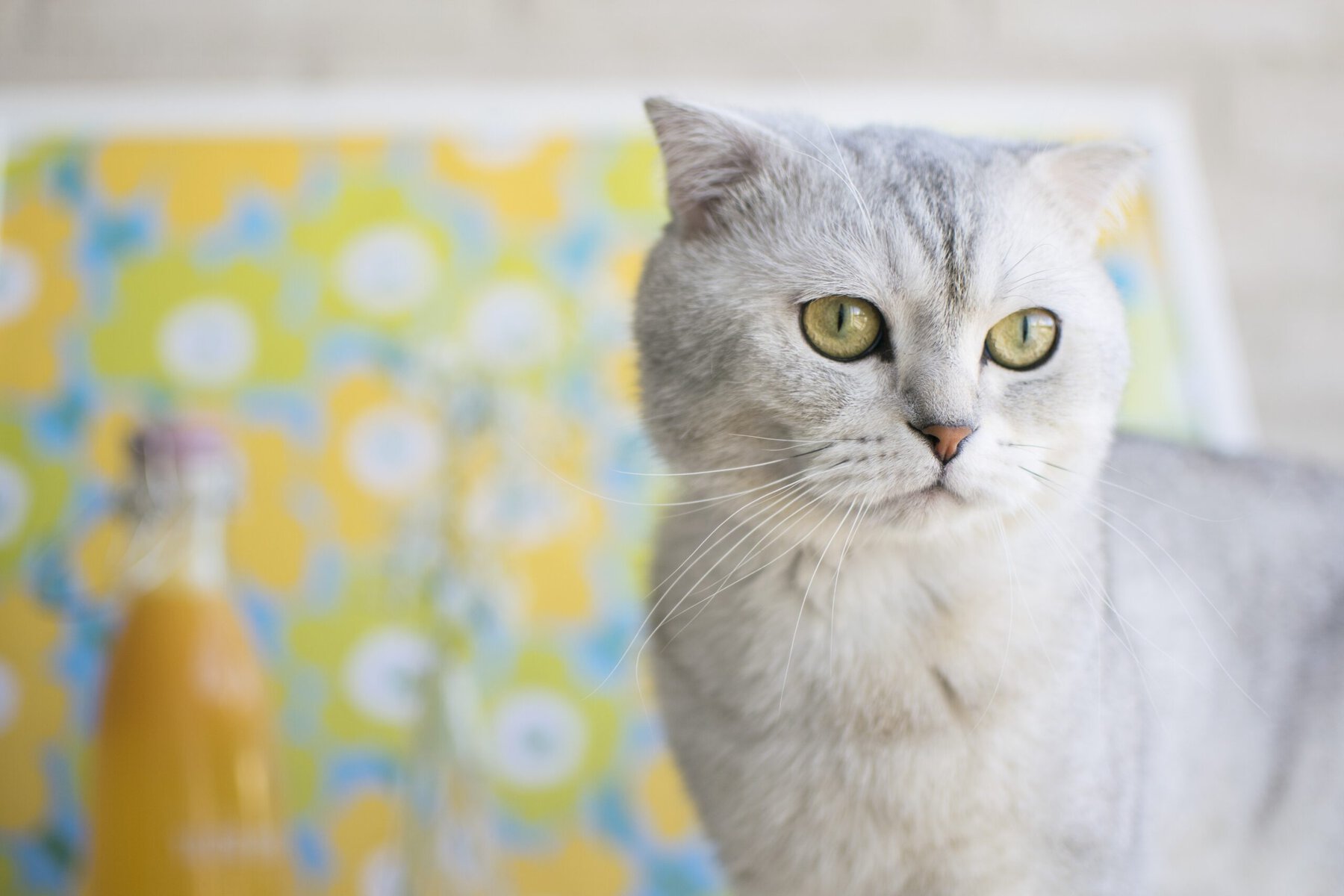 white scottish fold