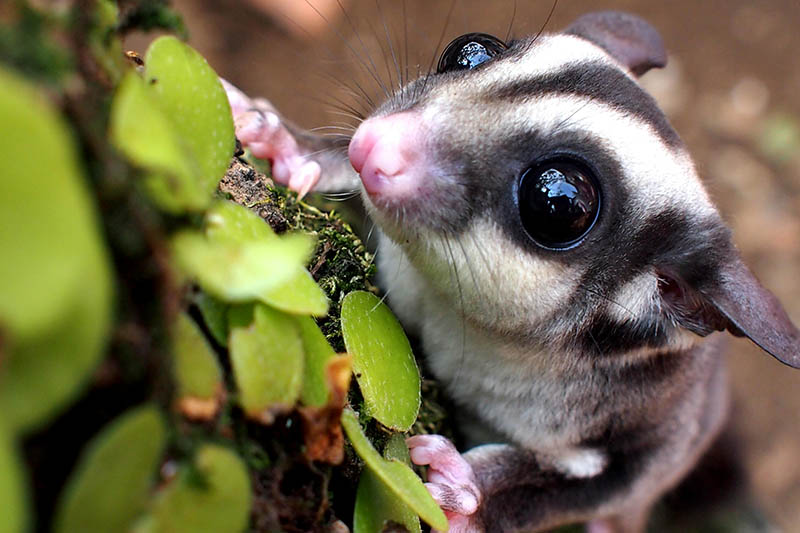 animal sugar glider photography