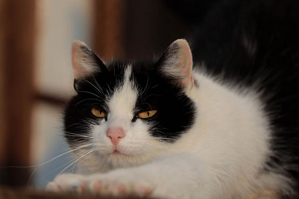 annoyed cat