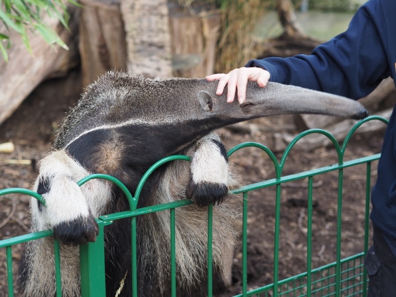 anteater care_Piqsels