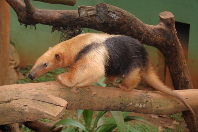 anteater pet_Piqsels