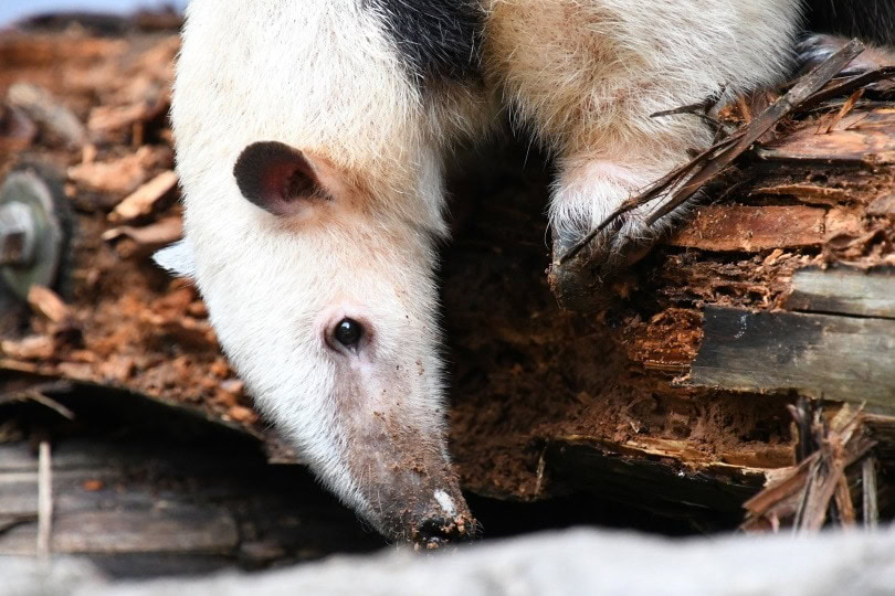 anteater termite,chacha8080,Pixabay