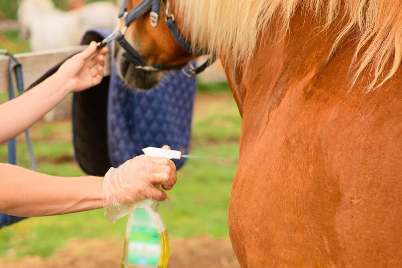 anti-insect repellent for_IRINA ORLOVA_shutterstock